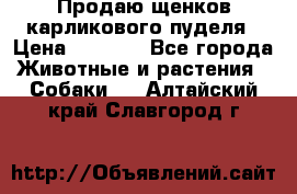 Продаю щенков карликового пуделя › Цена ­ 2 000 - Все города Животные и растения » Собаки   . Алтайский край,Славгород г.